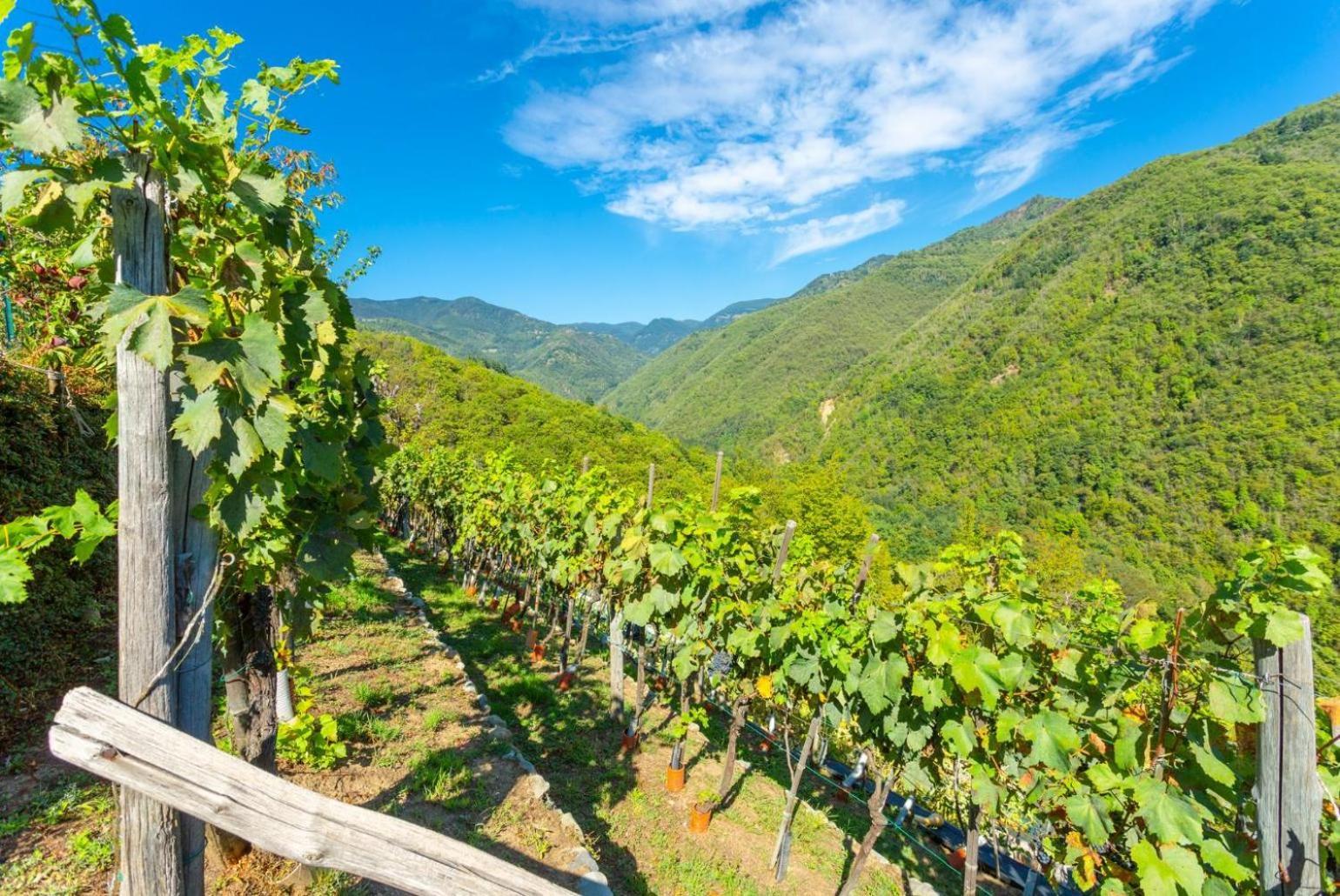 Villa Casale Le Selve Lucca Ngoại thất bức ảnh